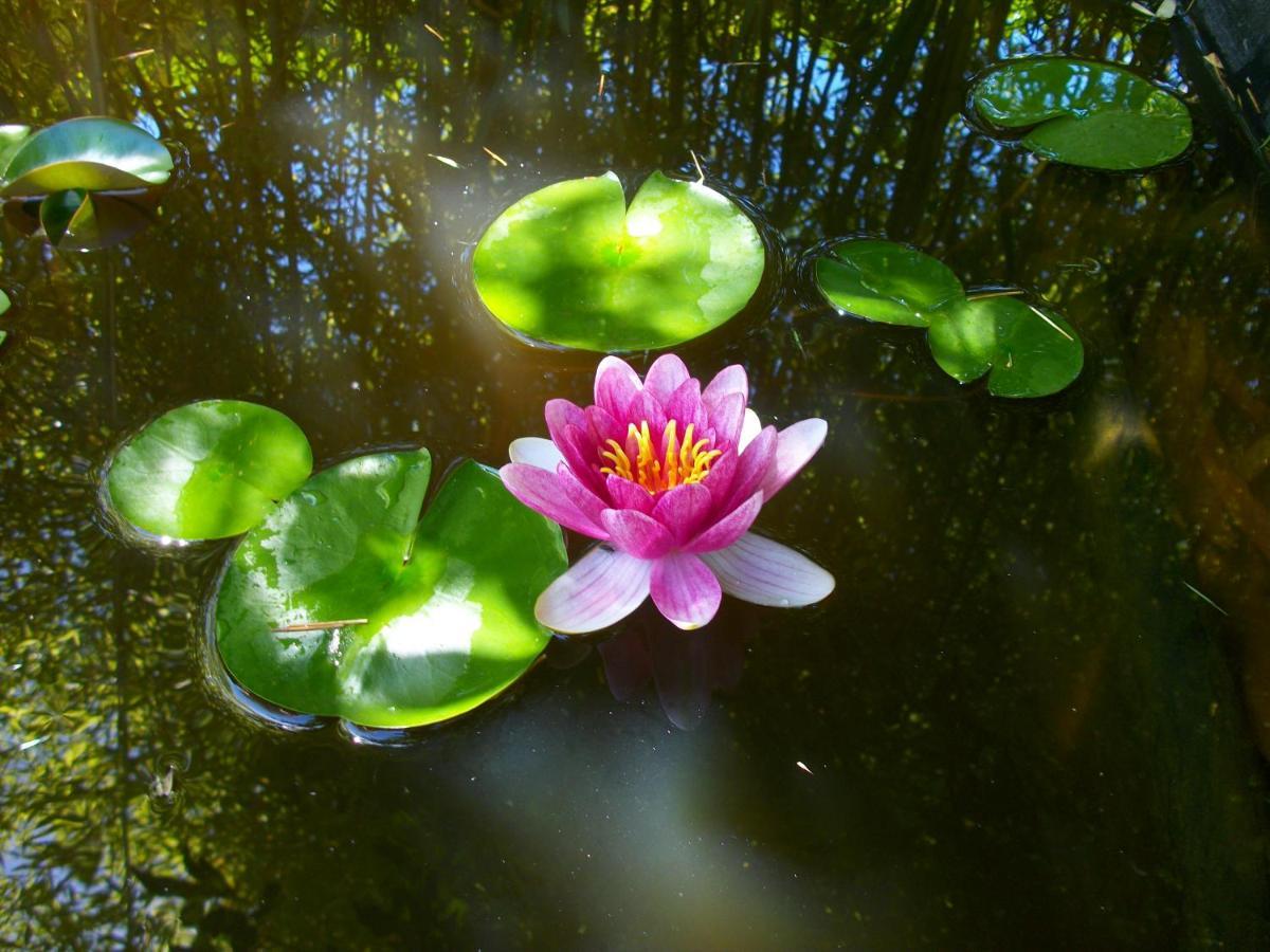 Domaine De Monein Bed & Breakfast แซงตรองเดร-เดอ-คุบแซก ภายนอก รูปภาพ